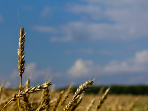 Wheat germ