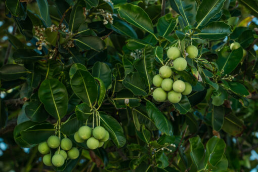 Tamanu