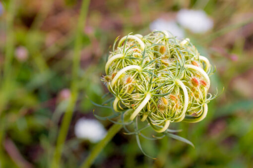 Carrot seed