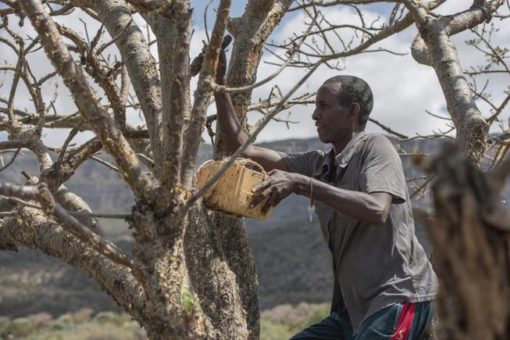Frankincense harvest