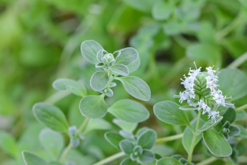Marjoram plant
