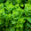 Oregano plant