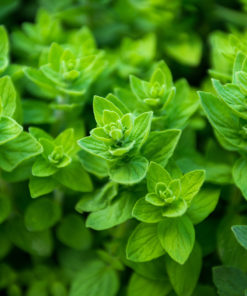 Oregano plant