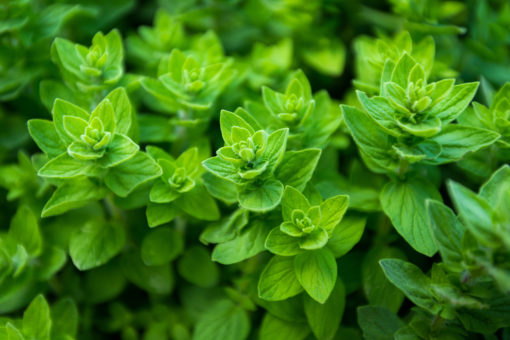 Oregano plant