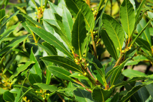 Bay Laurel