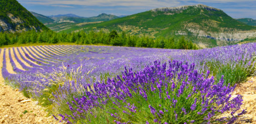 Highland Lavender field