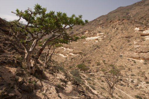 Frankincense