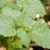 Patchouli plant