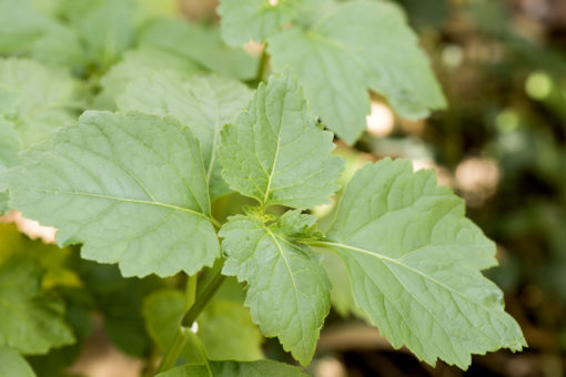 Patchouli plant