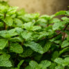 Peppermint plant