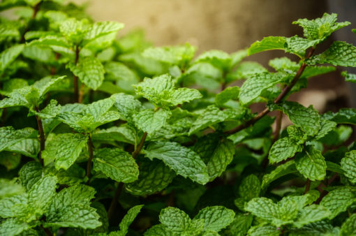 Peppermint plant
