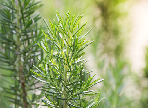 Rosemary ct Cineole plant