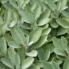 Sage plant
