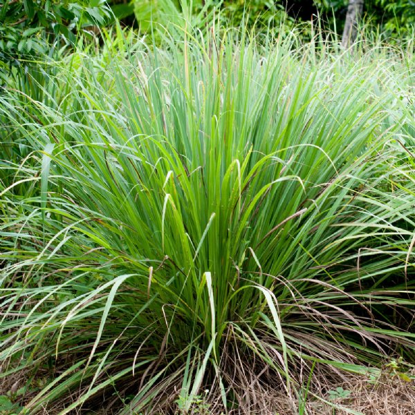 lemongrass_herb_plant_820_general
