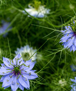 Black cumin