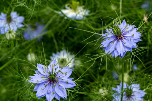 Black cumin