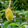 Baobab fruit