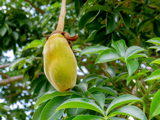 Baobab fruit