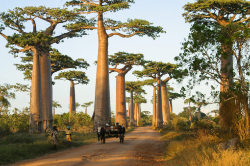 Baobab tree