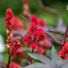 Caster plant