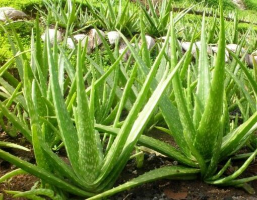 Aloe Vera