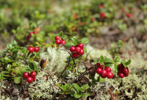 Cranberry