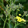 Broccoli seed