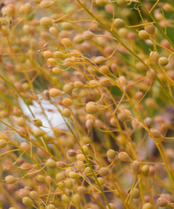 Camelina