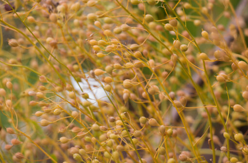 Camelina