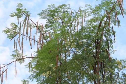 Moringa Tree