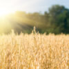 Oat
