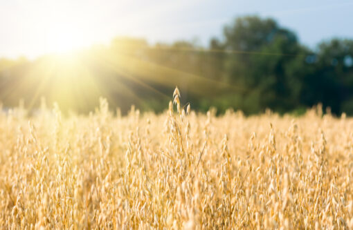 Oat