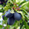Plum Kernel