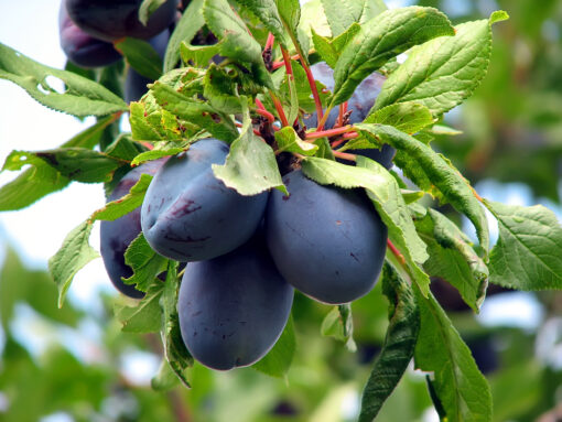 Plum Kernel
