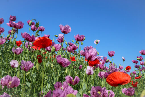 Poppy seed