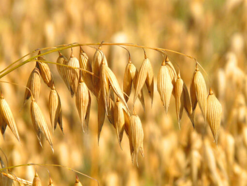 Oat