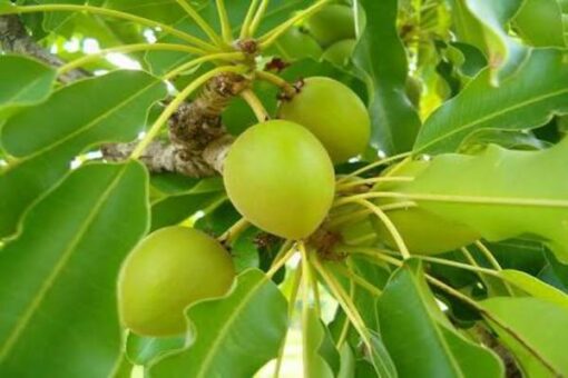 Shea Butter
